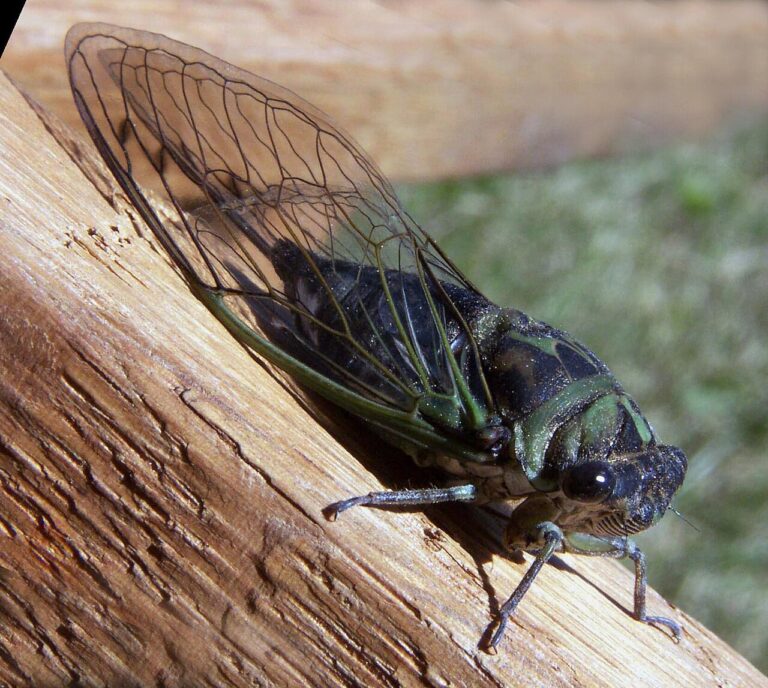 Cicada Sounds: What You Are Hearing and Why