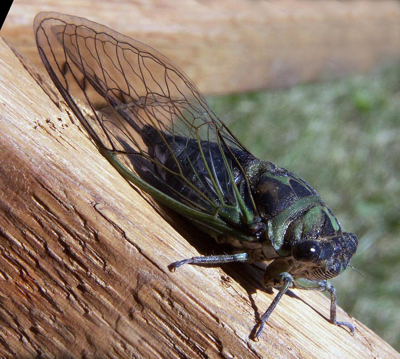 Cicada Sounds: What You Are Hearing and Why