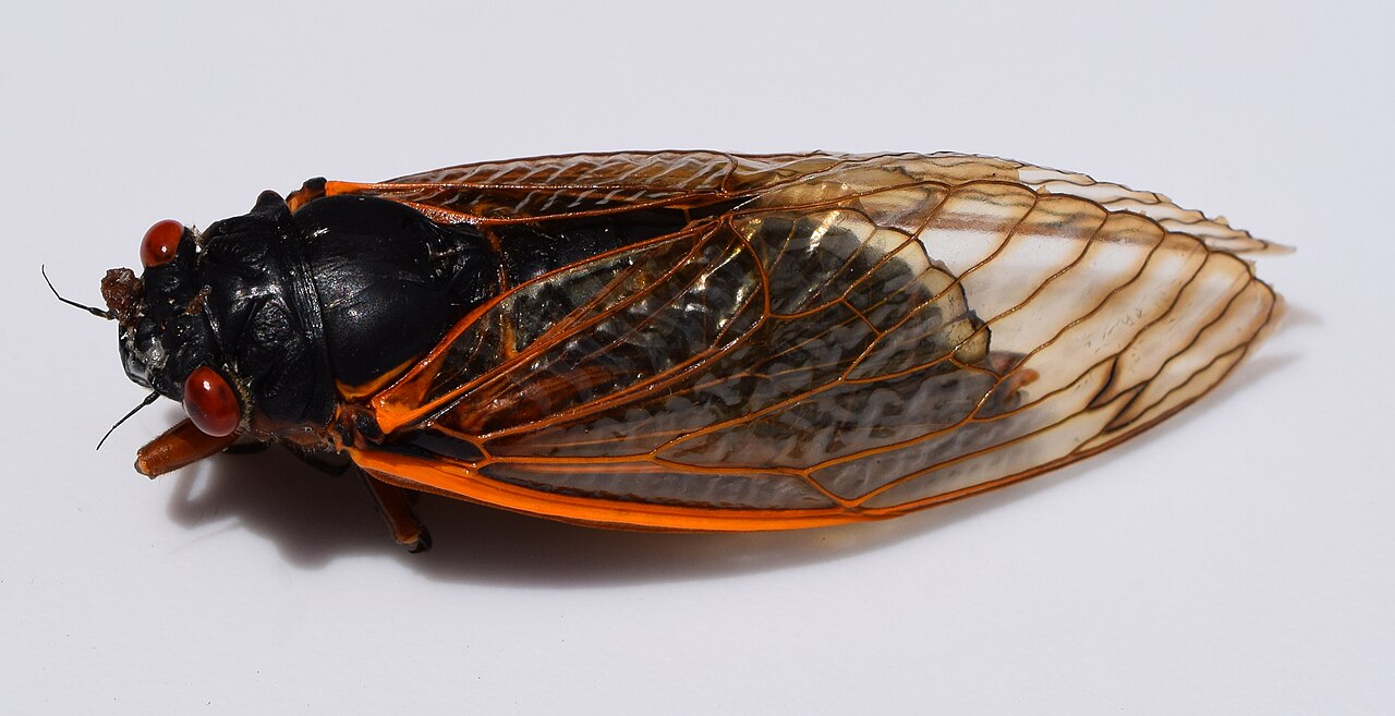 How Do Cicadas Make Sound?