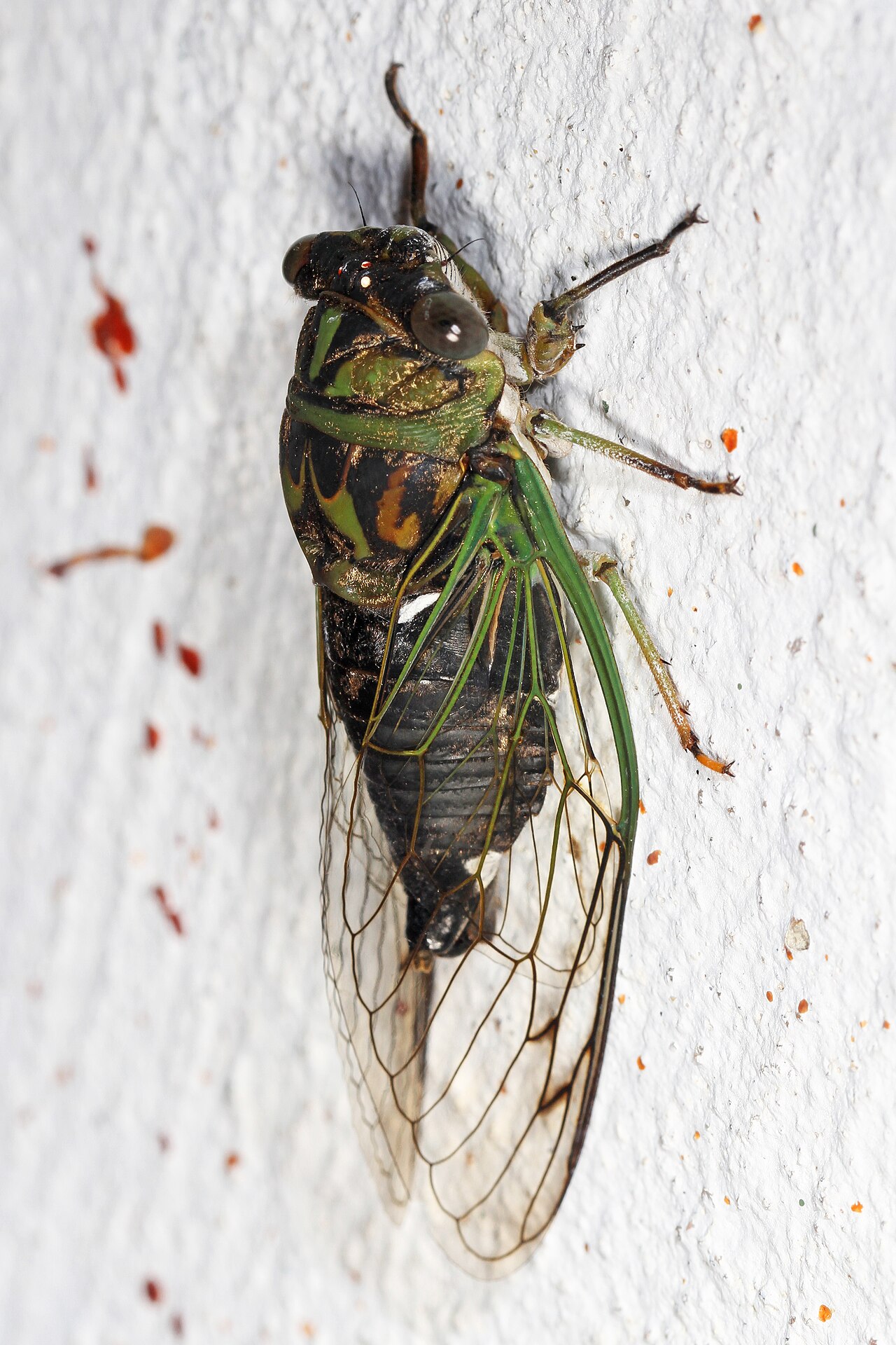 Am I Hearing Cicadas or Katydids?