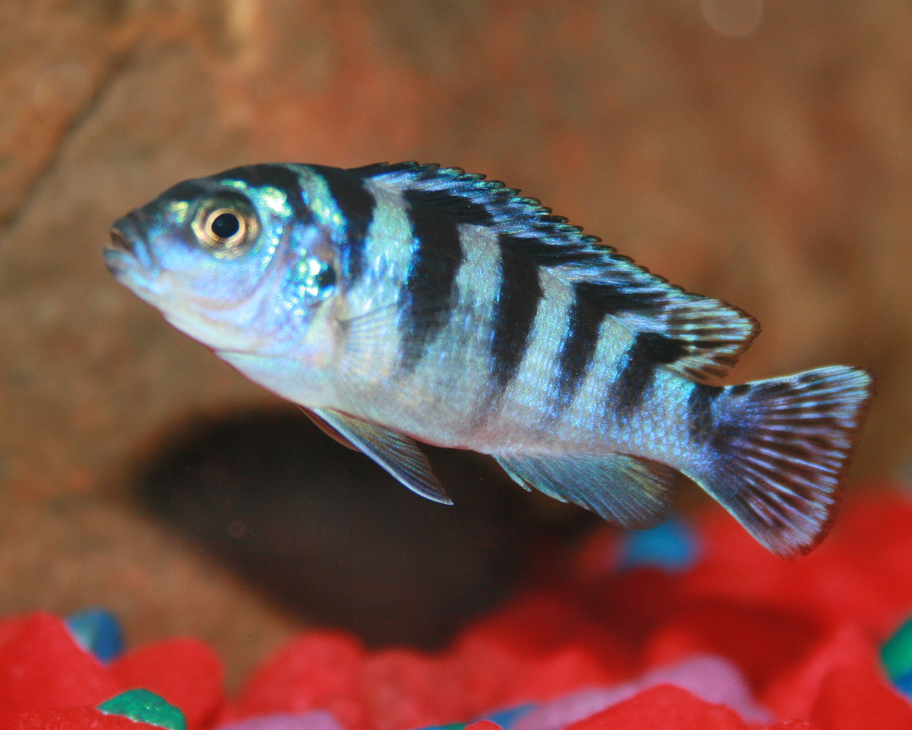 Cichlid Fish: 1,700 Species and the 6 Groups That Matter