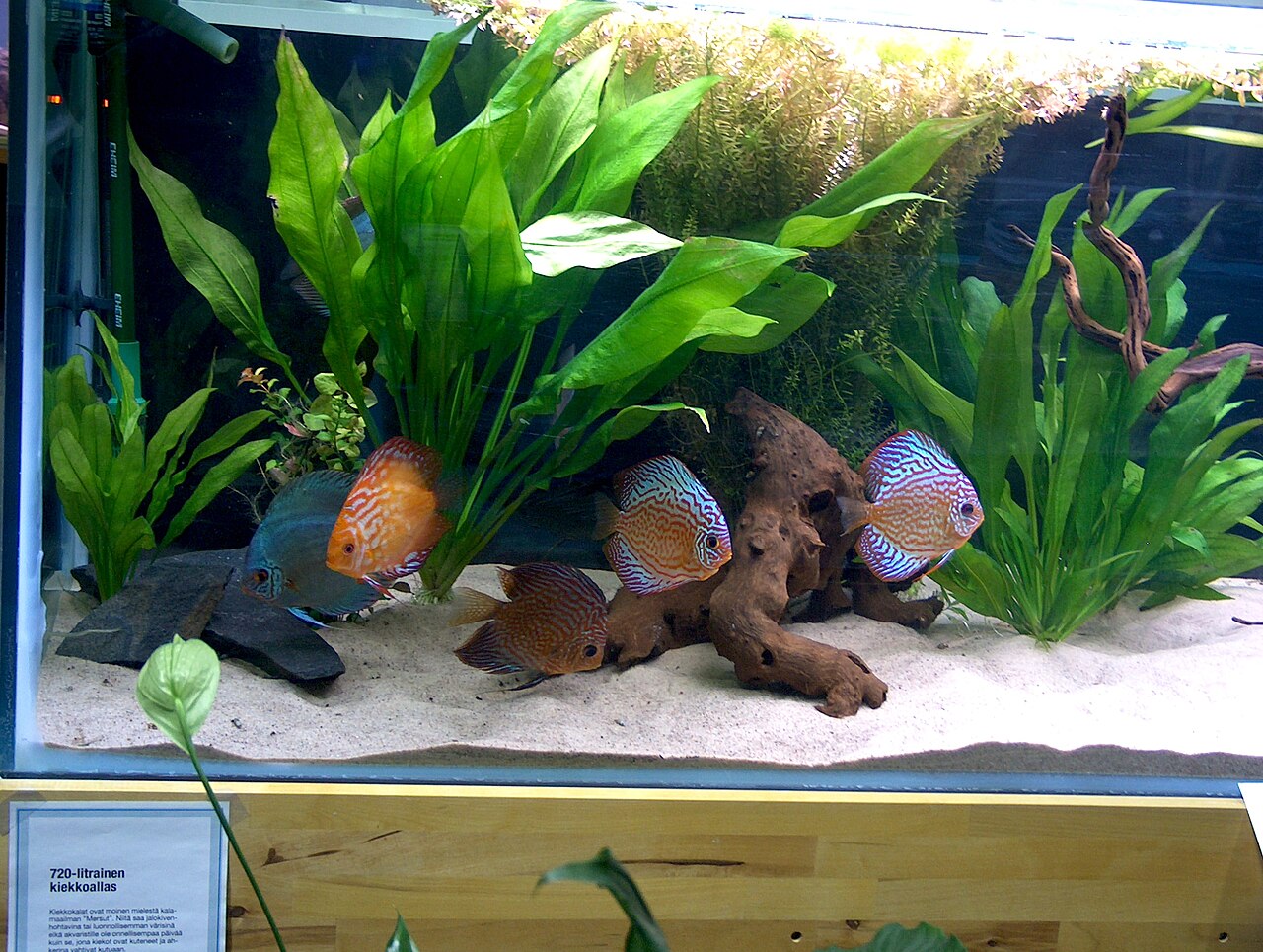 Are Cichlid Fish Aggressive?