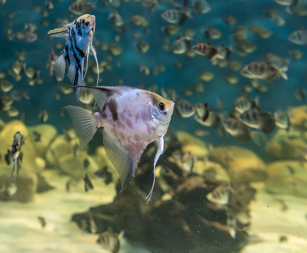 Are Cichlids Hard to Keep?