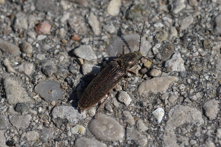 Click Beetle: Why It Snaps, Why It Is Indoors, and How to Get Rid of It
