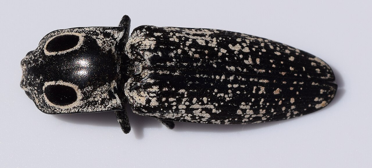 Why Does a Click Beetle Click?