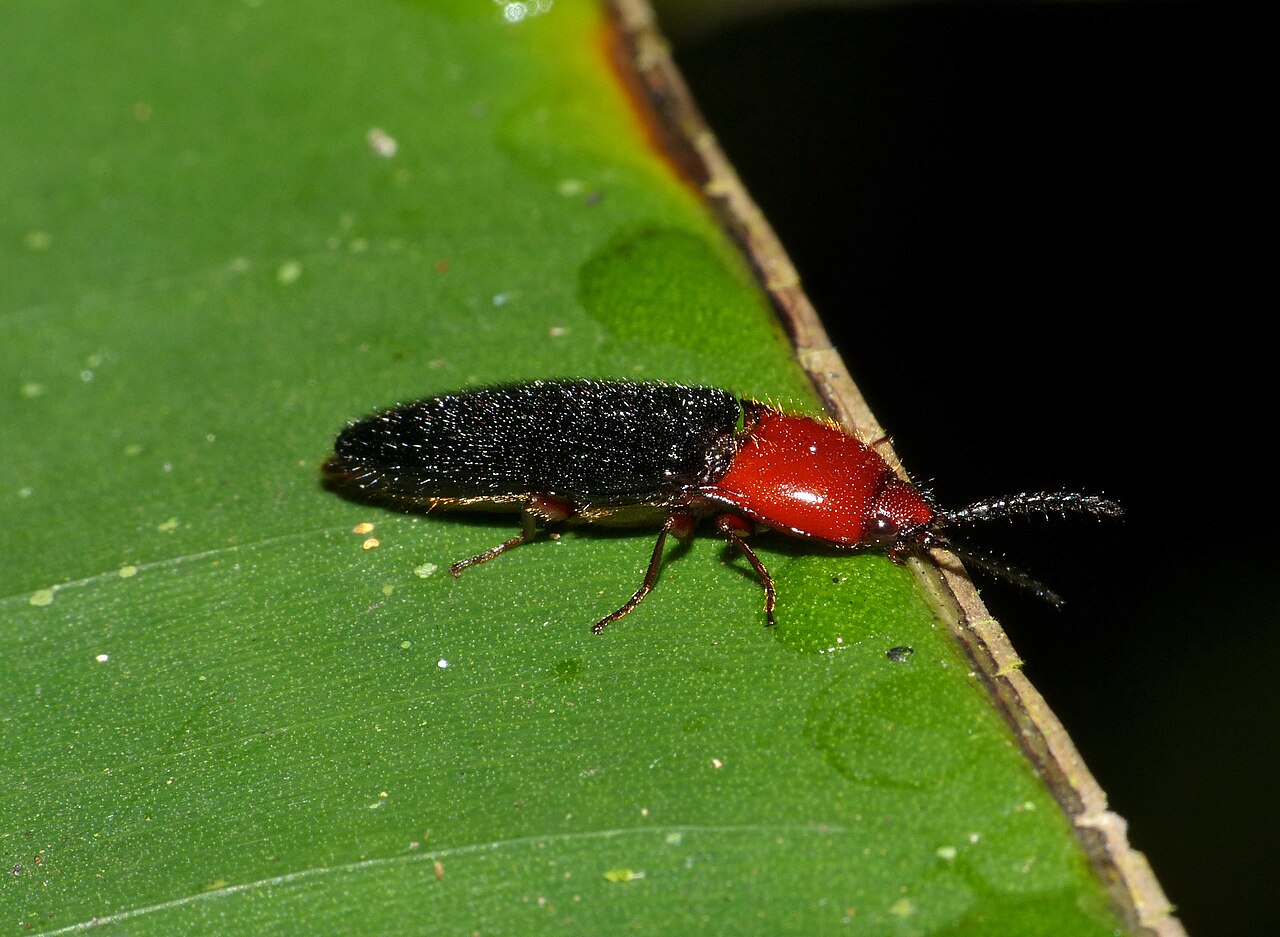 Why Would a Click Beetle Be in My House?