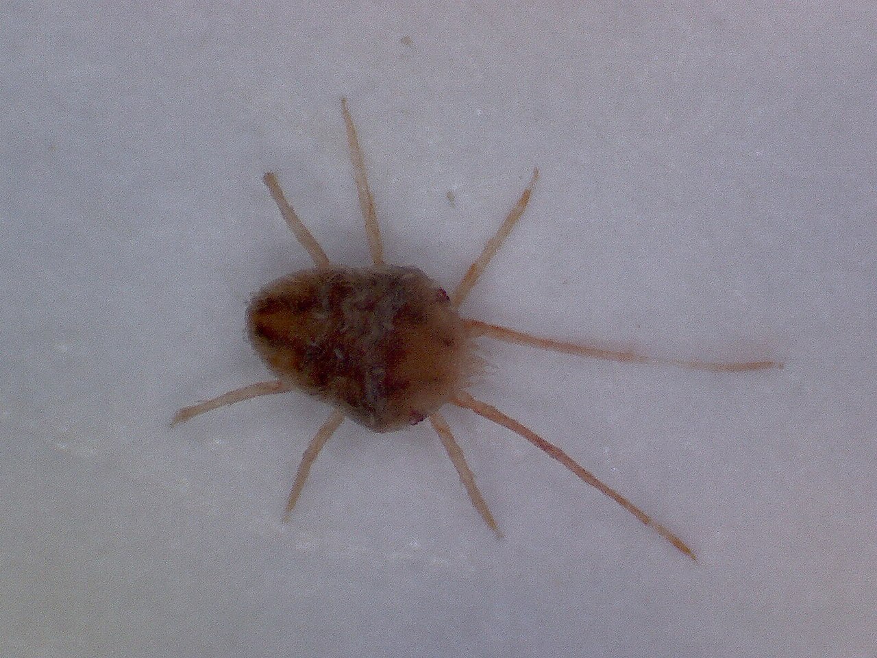 Clover Mite: Why They Appear and How to Stop Them