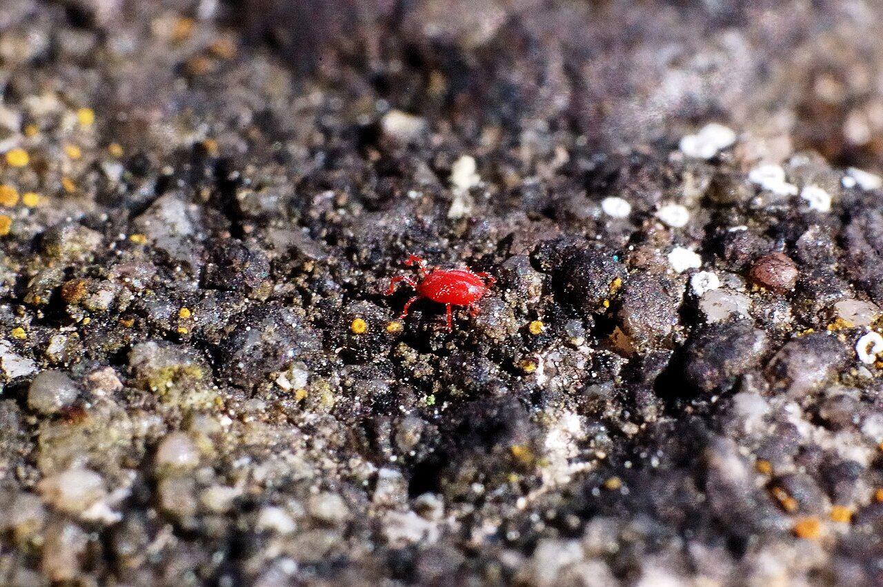 Do Clover Mites Bite?