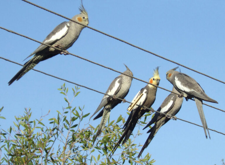Cockatiel Care Guide: Personality, Diet, Cost and Lifespan