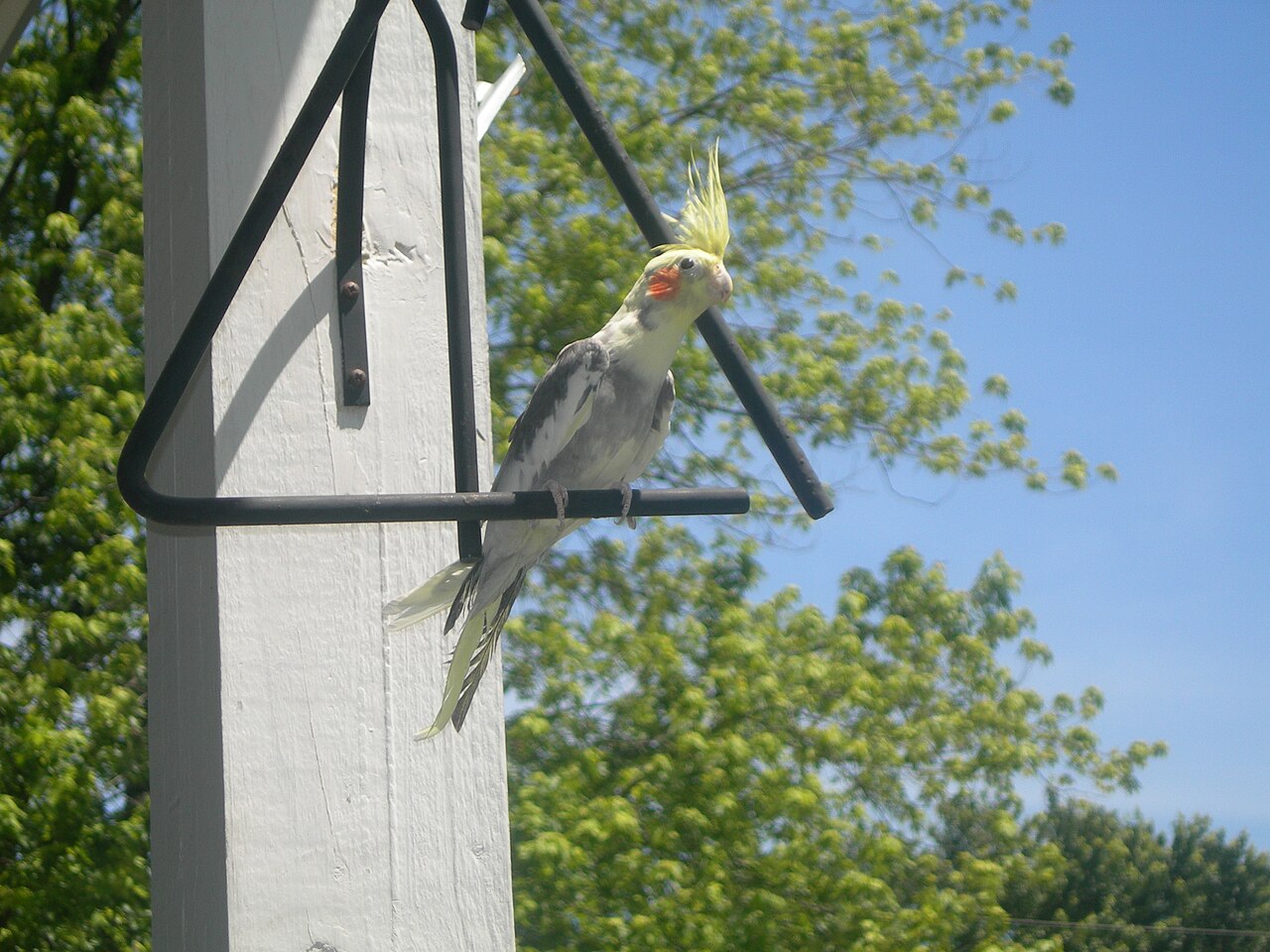 What Is the 3-3-3 Rule for Cockatiels?