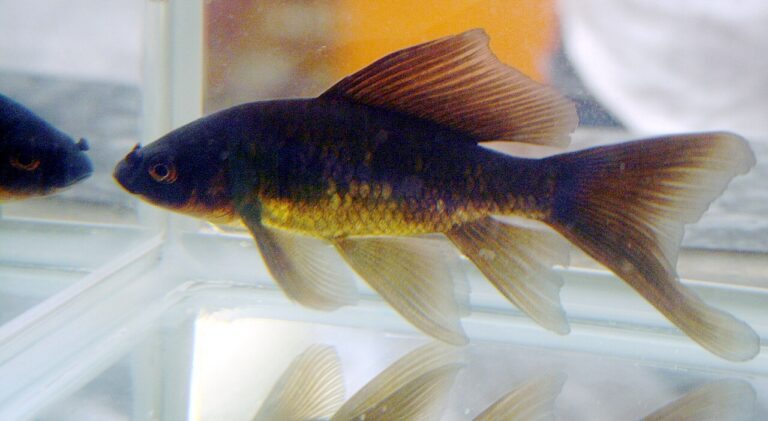 Comet Goldfish: How Big They Get and What They Actually Need