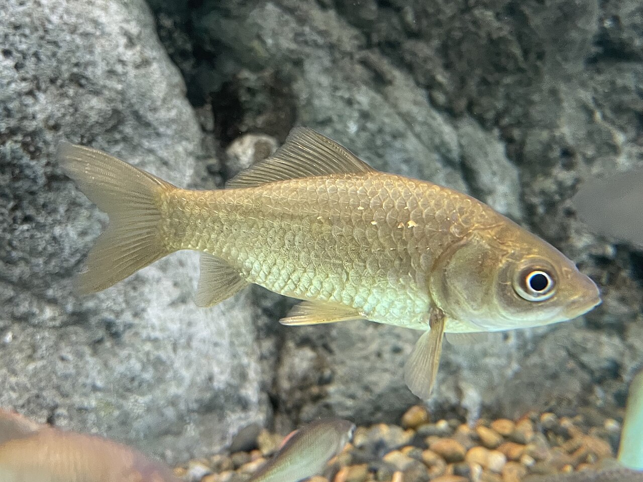 Common Goldfish: How Big They Get and the Tank They Need