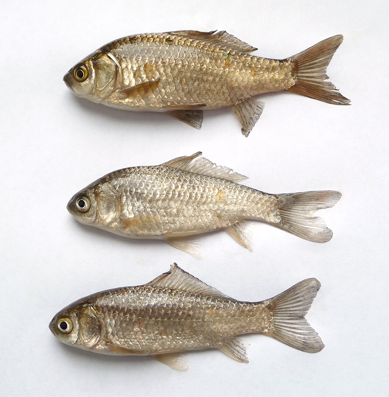 How Big Will Common Goldfish Get?