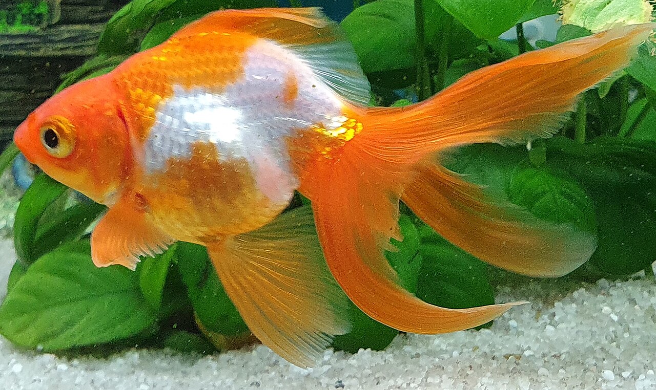 What Size Tank for 2 Common Goldfish?