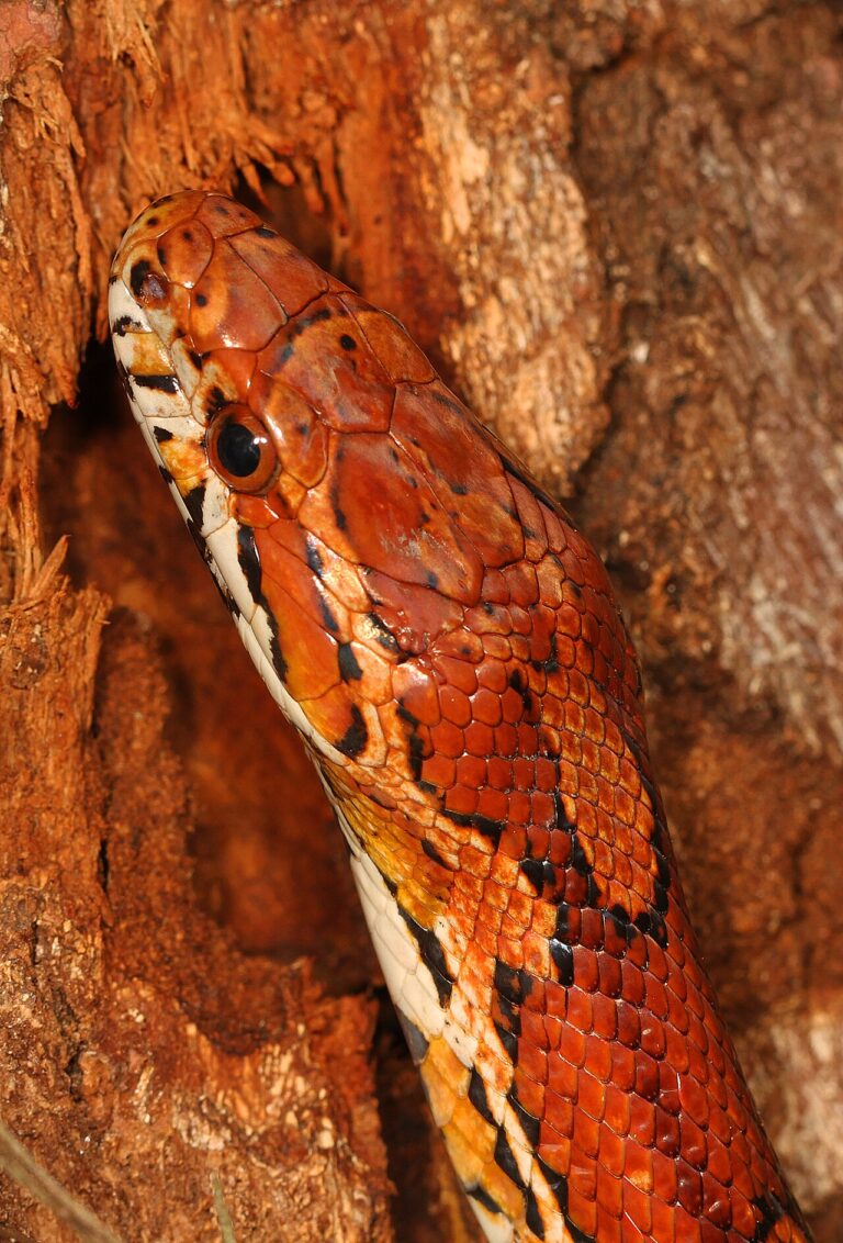 Corn Snake: Identification, Copperhead Lookalikes, and Bite Risk