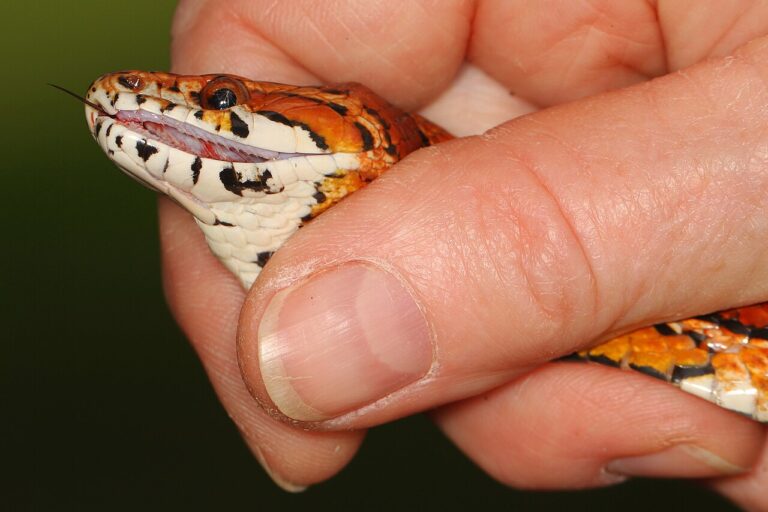 Corn Snake Morphs: 20 Types and How to Identify Yours
