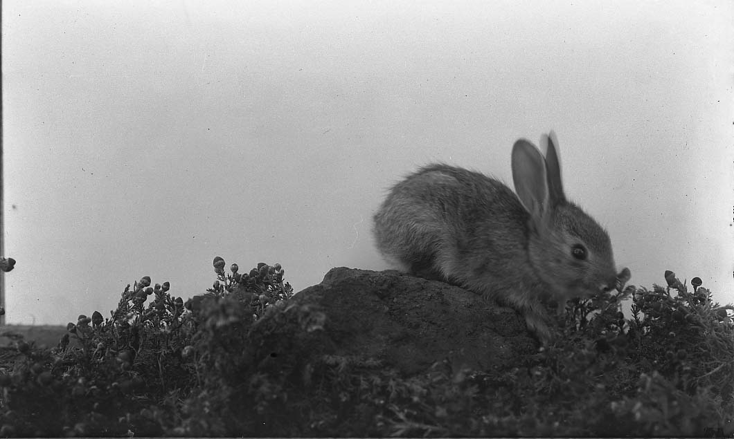 Cottontail Rabbit: Identification, Nests and Backyard Behavior