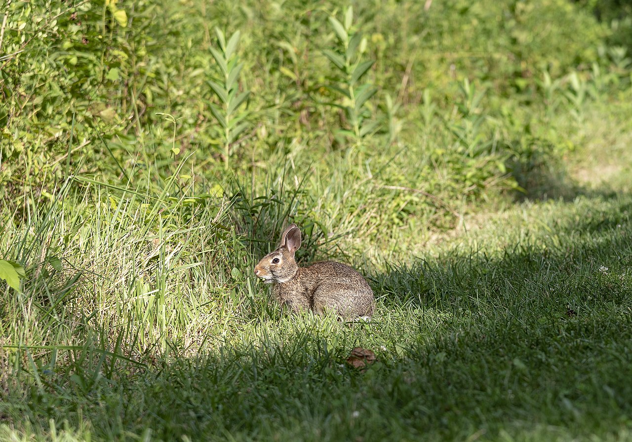 Where do cottontail bunnies sleep at night?