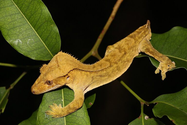 Crested Gecko Diet: What to Feed, How Often, and What to Skip