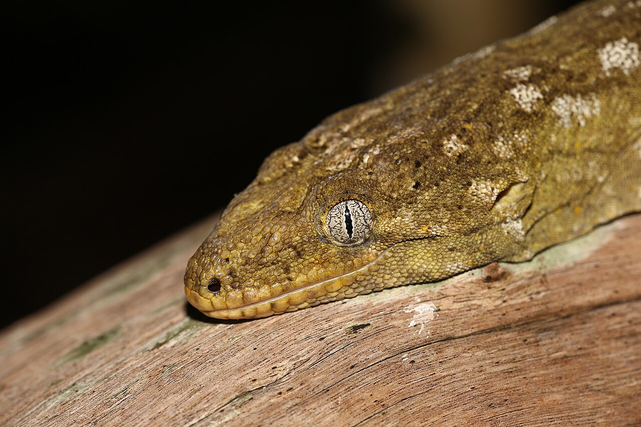 How cold is too cold for a crested gecko at night?