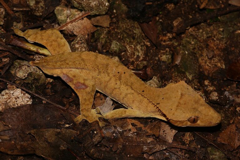 Crested Gecko Food: What to Feed, How Much and How Often
