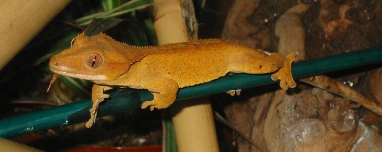 Crested Gecko Morphs: 15 Patterns and Traits With Real Prices
