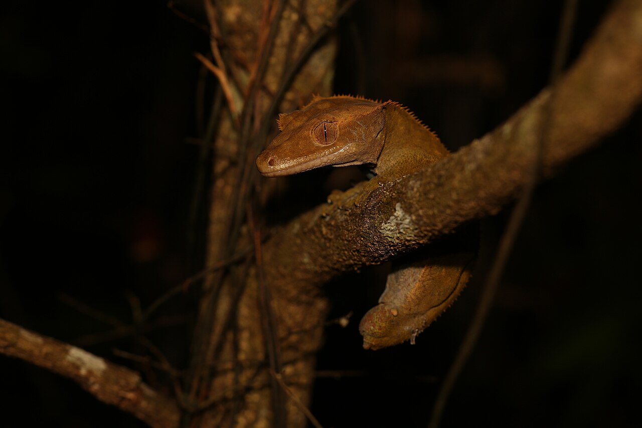 How Many Morphs of Crested Geckos Are There?