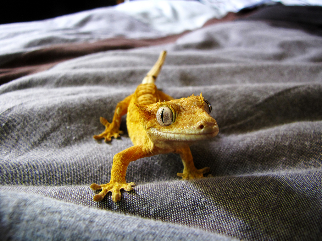 Base Colors Under Every Crested Gecko Morph
