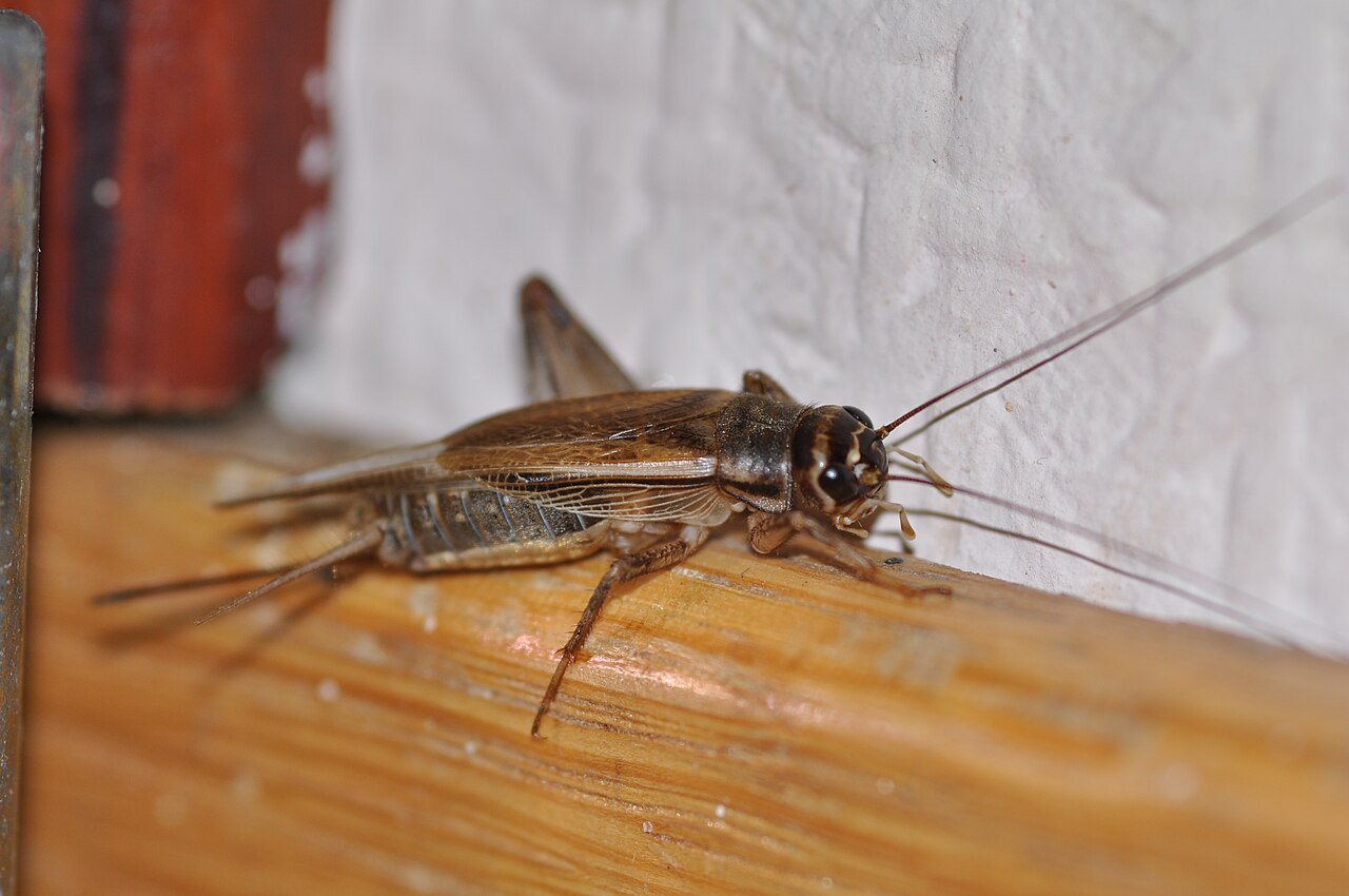 Cricket Poop: Identification and Cleanup