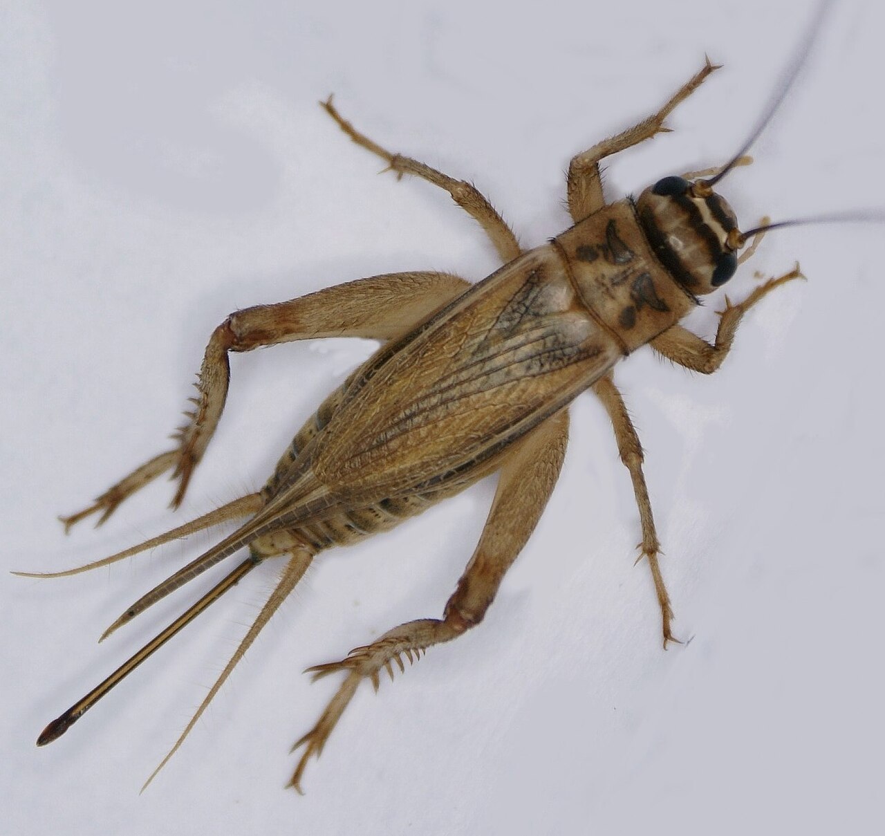 How Do You Tell Cricket Poop From Mouse Droppings?