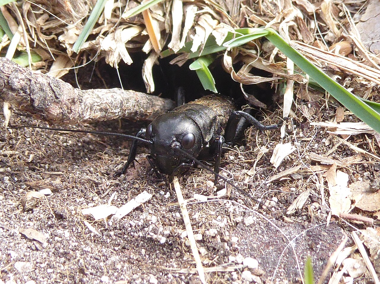Cricket Sounds: How They Chirp and What Each Song Means