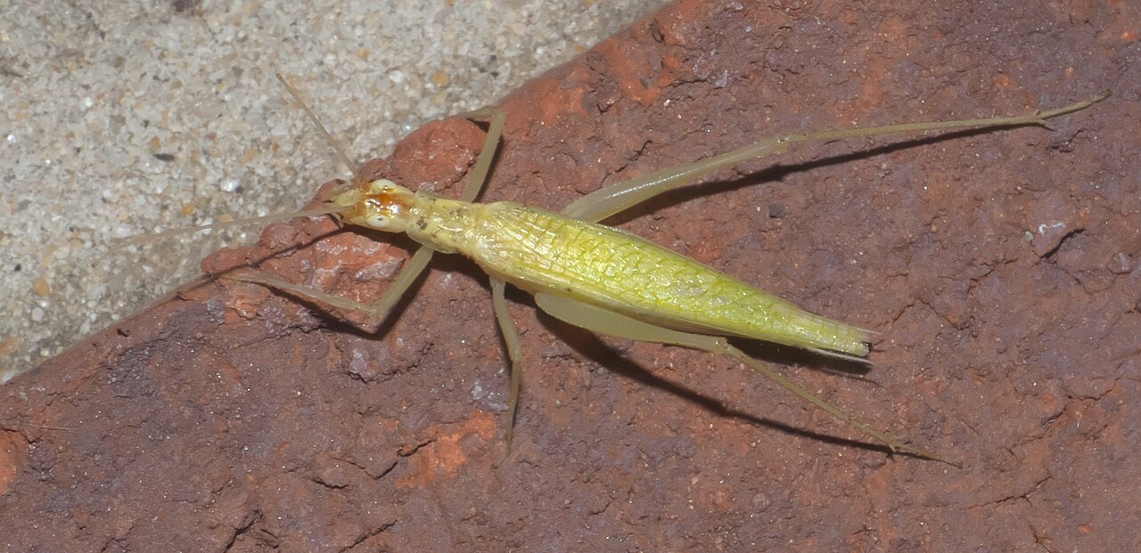 Why You Hear Crickets at Night