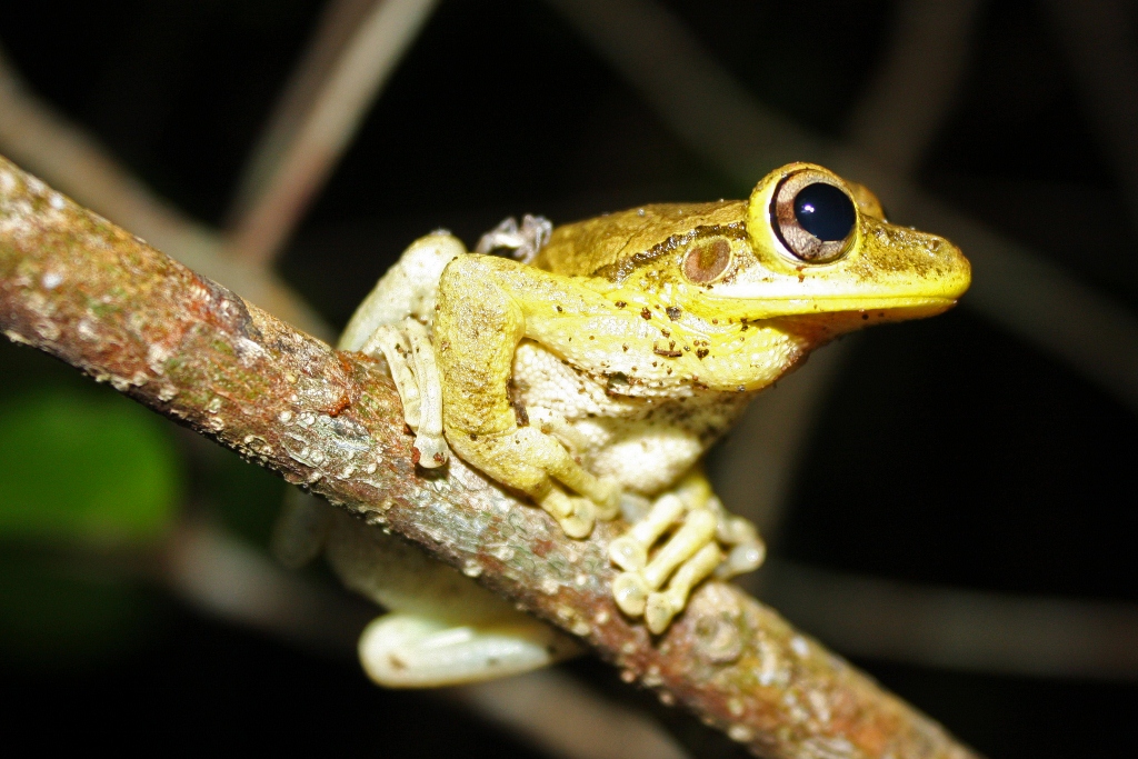 Cuban Tree Frog: How to Identify It and What to Do When You Find One