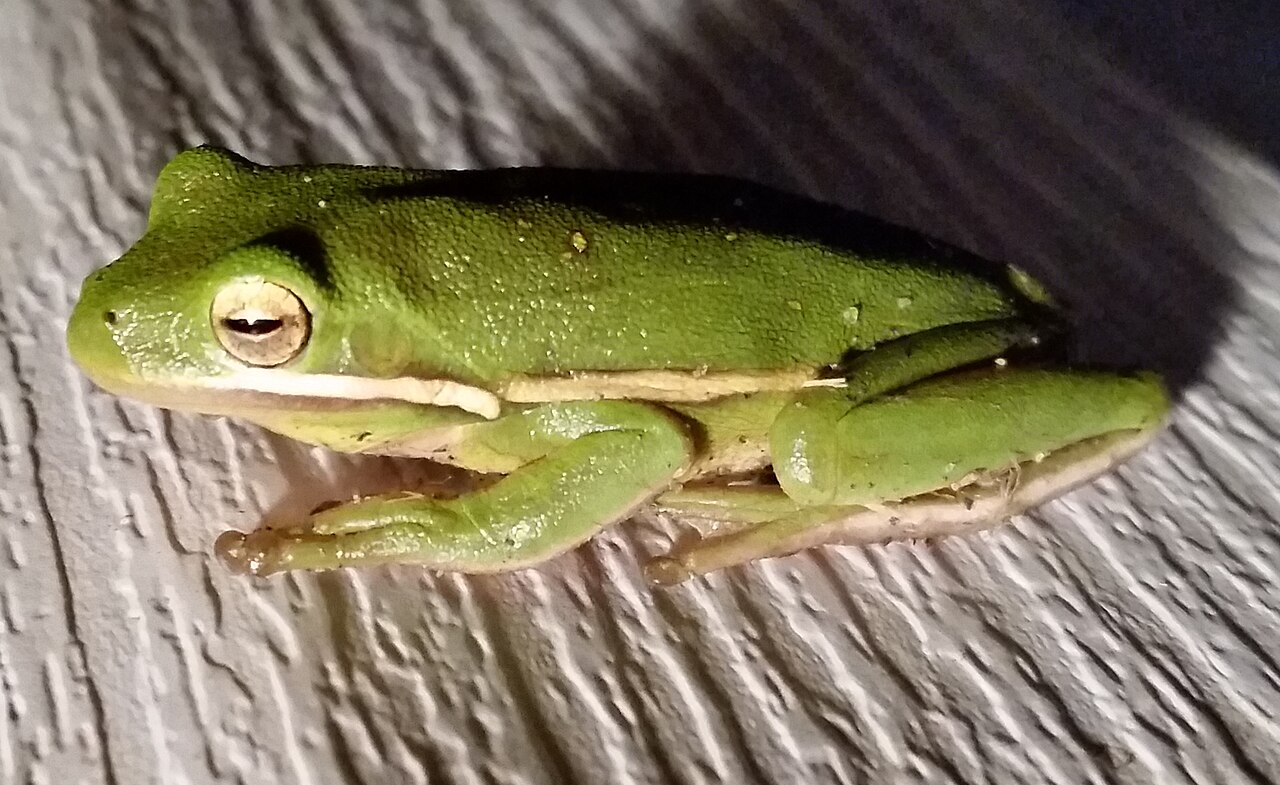 Where Cuban Tree Frogs Live in the US