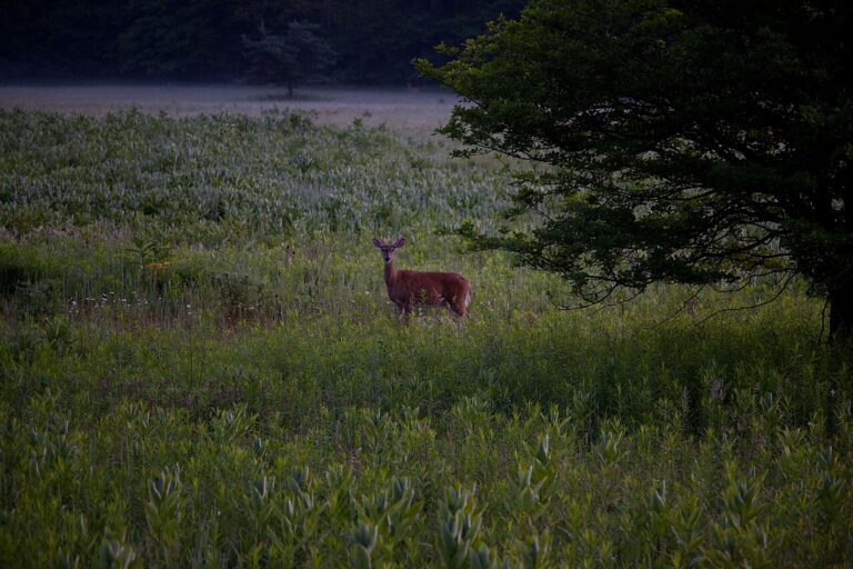 Deer Crossing Your Path: Meaning, Symbolism, and the Real Reason