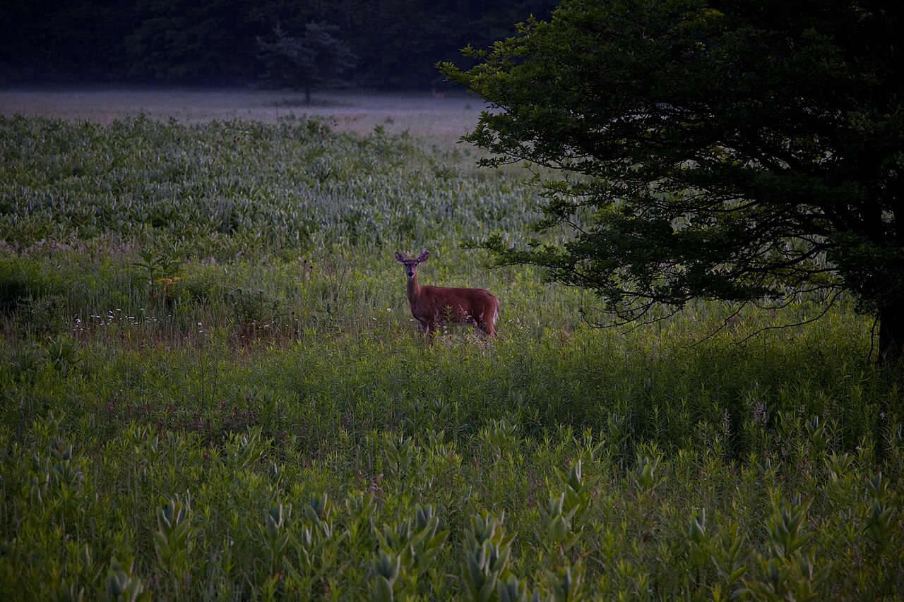 Deer Crossing Your Path: Meaning, Symbolism, and the Real Reason