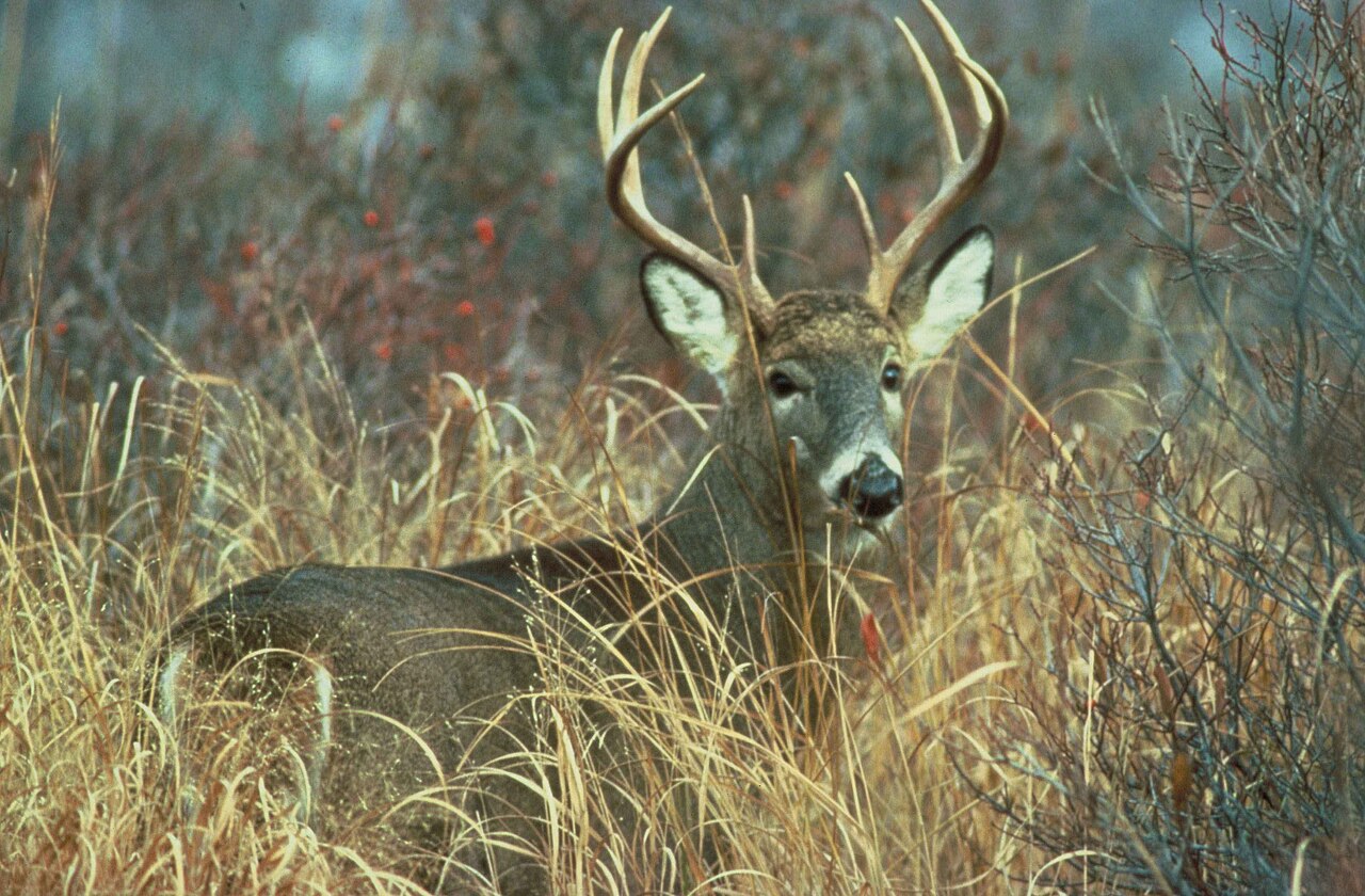 Is a Deer a Good Omen?