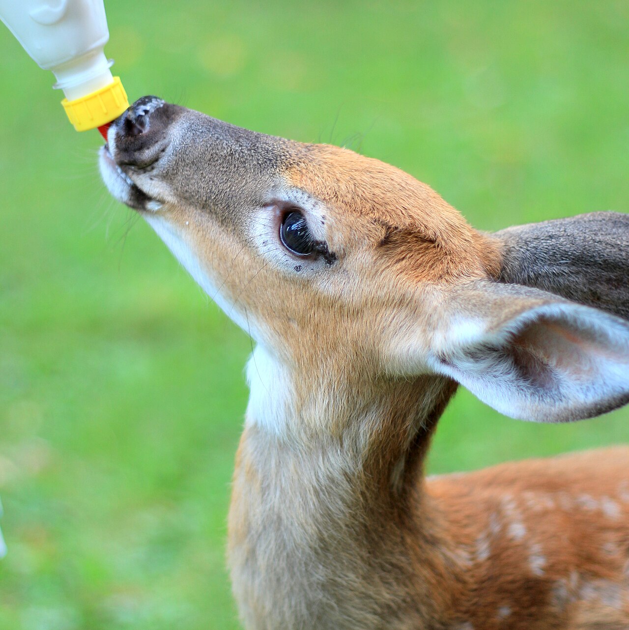Deer Symbolism Across Cultures