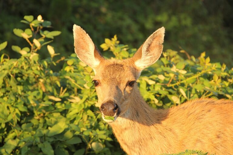 Deer Lifespan: How Long Deer Live in the Wild vs Captivity
