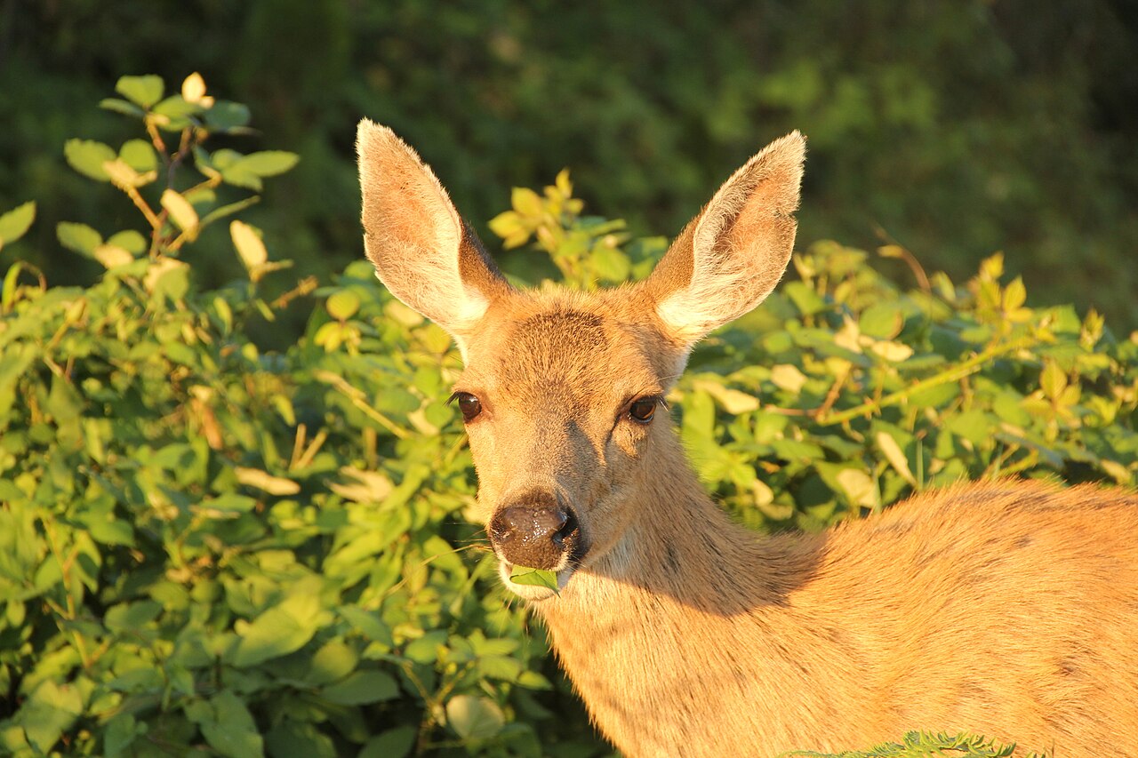 Deer Lifespan: How Long Deer Live in the Wild vs Captivity