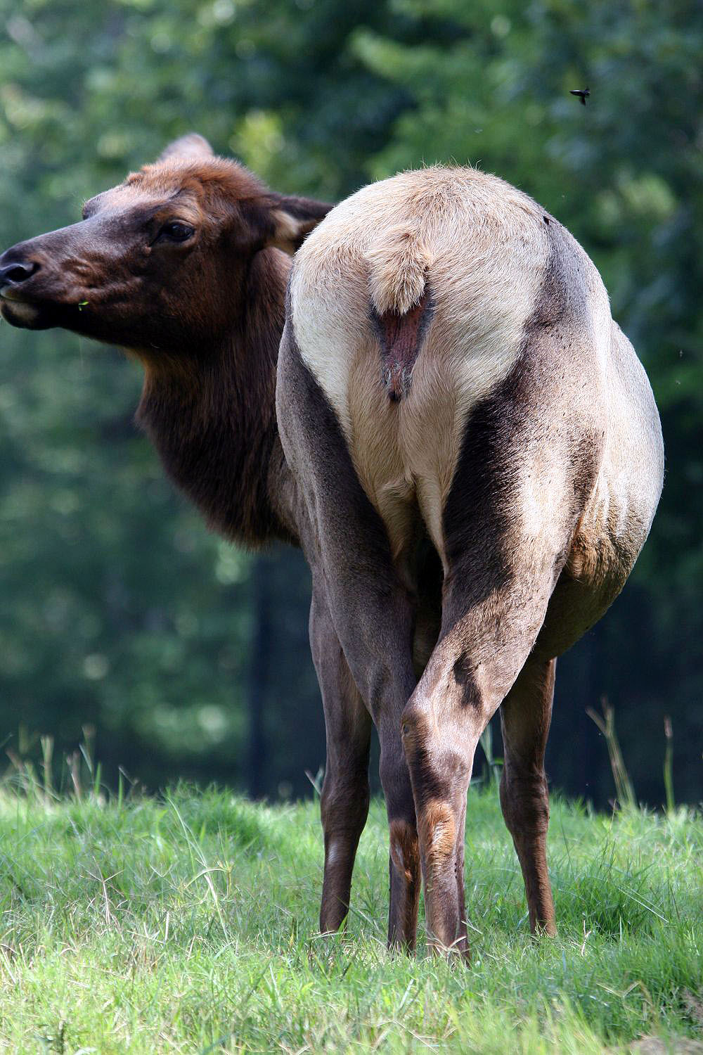 Deer Lifespan in Captivity vs the Wild