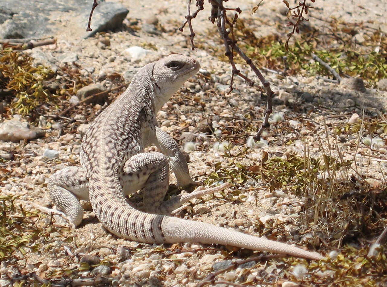 Desert Iguana: The Lizard That Forages at 108 Degrees