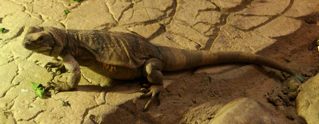 Where desert iguanas live and what they eat