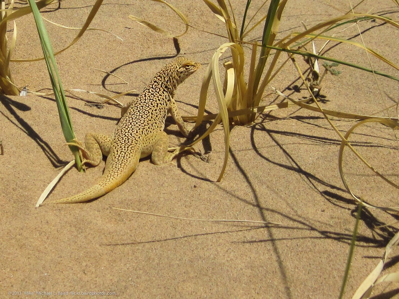 Do desert iguanas freeze, and what do they do when threatened?
