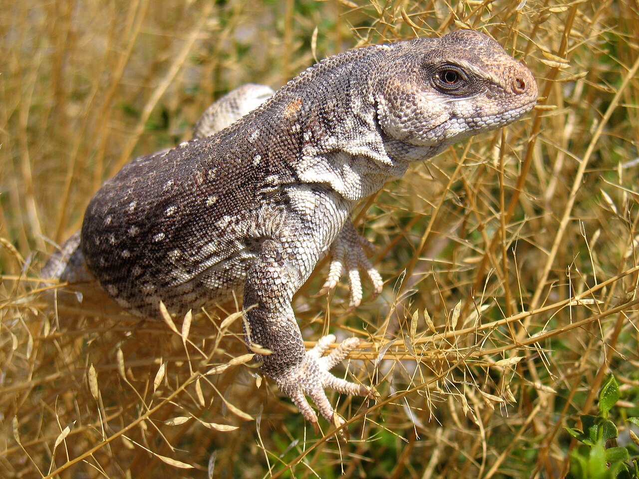 Do desert iguanas make good pets, and are they aggressive?