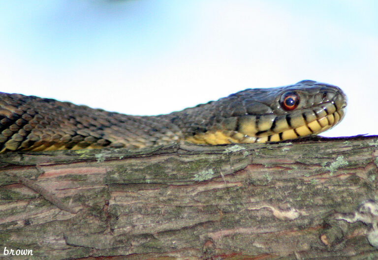Diamondback Water Snake: Not Venomous, but It Bites Hard