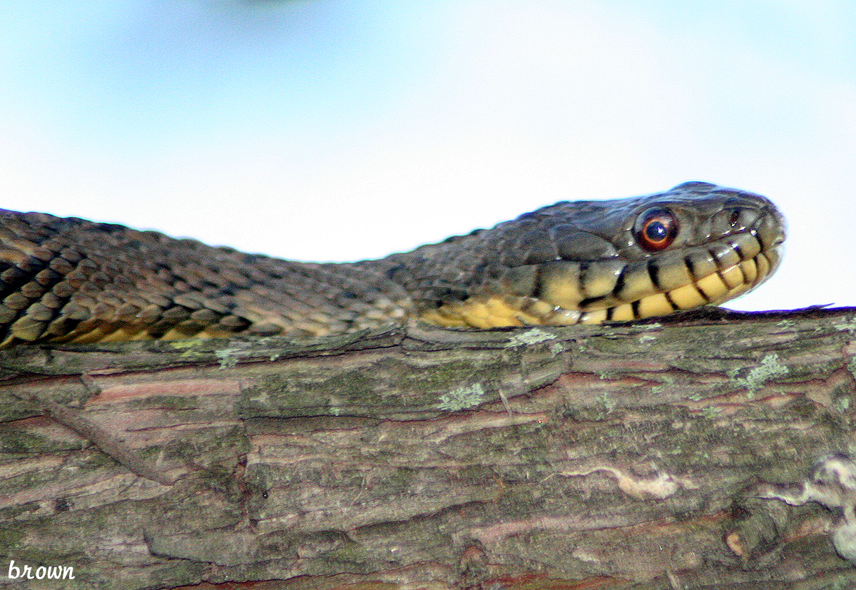 Diamondback Water Snake: Not Venomous, but It Bites Hard