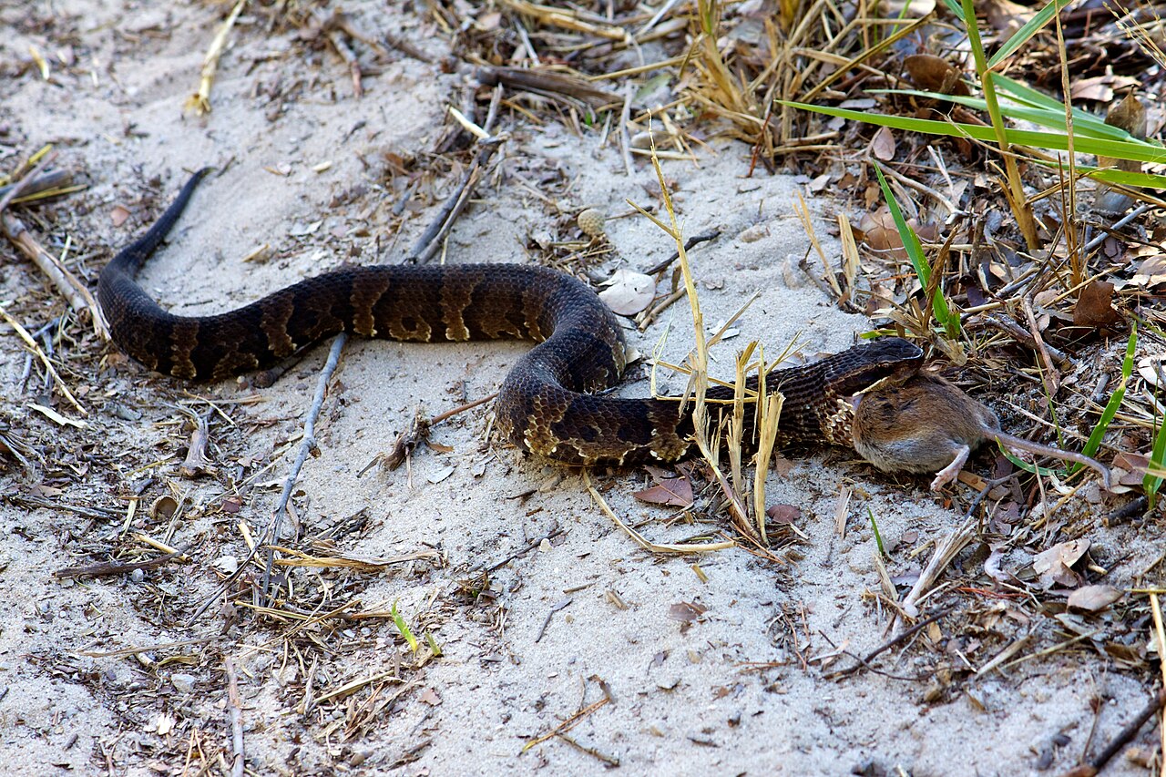 How to Identify a Diamondback Water Snake
