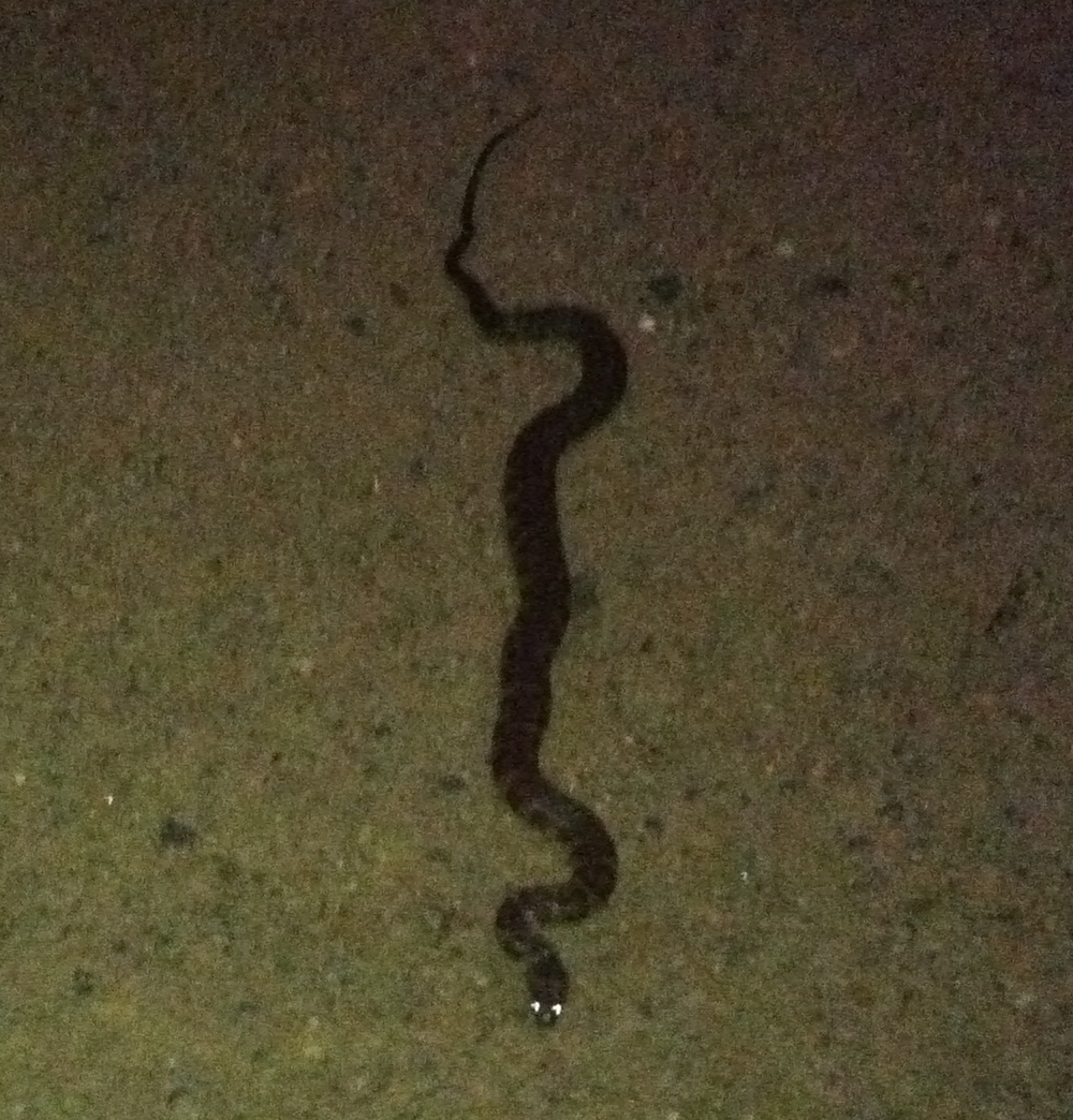 Diamondback Water Snake vs Cottonmouth