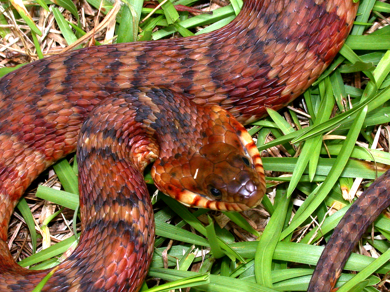 How Big Do Diamondback Water Snakes Get?
